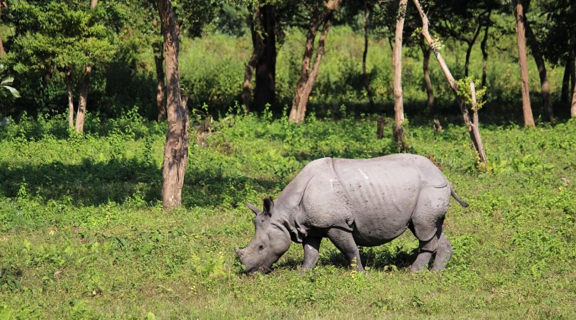 Top 10 Places to Visit in Jorhat, Assam – Stay Comfortably at Hotel Kingdom Palace