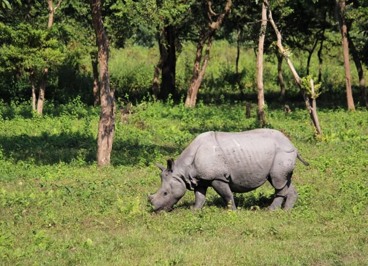 Top 10 Places to Visit in Jorhat, Assam – Stay Comfortably at Hotel Kingdom Palace